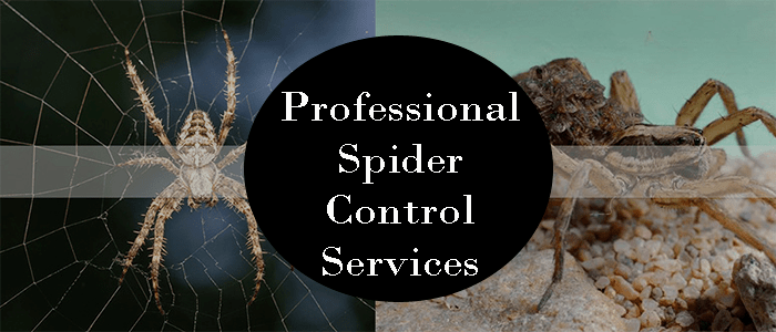 Professional Spider Control Services