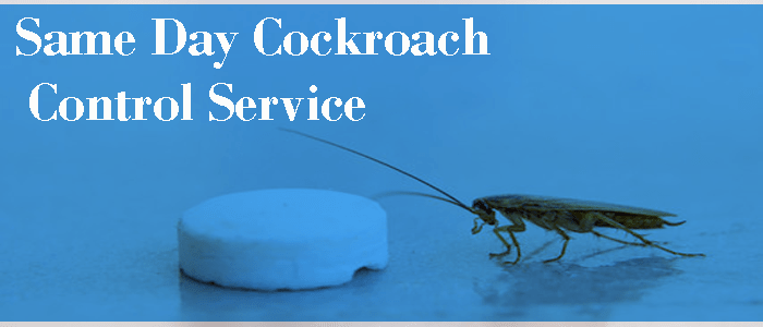 Same Day Cockroach Control Service