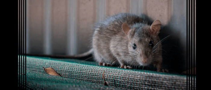 Professionals Rodent Control services
